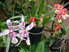 377 Longwood Gardens [2008 August 23]